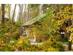 ����������� �������� ��������� Forest view 