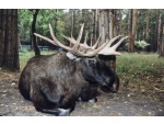 ������� � ������������ ���� 