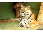 ������� � �����-���������� ���� �������� Panthera tigris altaica