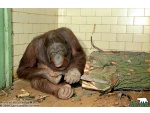 ������� � �����-���������� ��������� ���������� Pongo pygmaeus pygmaeus