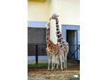 ������� � �����-���������� ����� �������� Giraffa camelopardalis reticulata