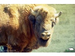 ������� � �����-���������� ���� Bison bonasus