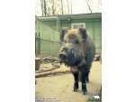 ������� � �����-���������� ����� ����������� Sus scrofa