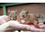 ������� � �����-���������� ����� ������������ Sciurus vulgaris
