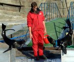 Дельфинарий московского зоопарка Дельфинарий московского зоопарка
