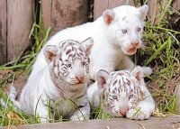 Как медленная кошка