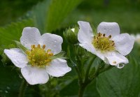 Последние стихи