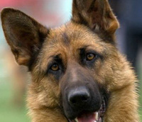 Укусила собака, что делать, если животное проявило агрессию?