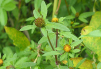 Растения для здоровья кожи