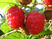 Малиновый сезон