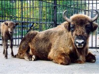 Зоопарк в Иваново