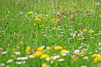 Не все растения одинаково полезны