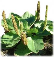 Подорожник - друг путника