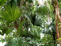 Тропики по-киевски