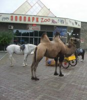 Зоопарк в Челябинске