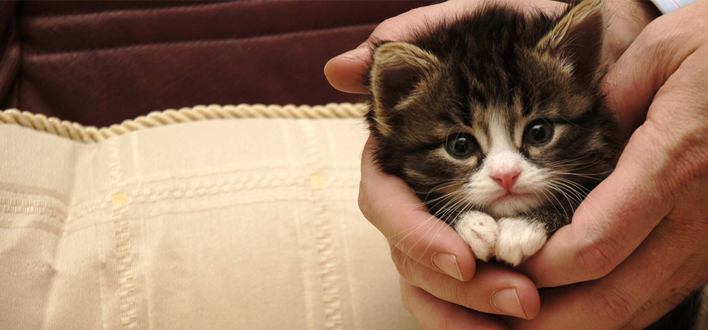 Загадочные кошки…Какую выбрать?